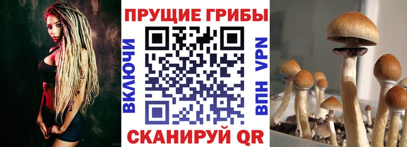 наркотики Аргун Псилоцибиновые грибы ЛСД
